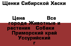 Щенки Сибирской Хаски › Цена ­ 20 000 - Все города Животные и растения » Собаки   . Приморский край,Уссурийский г. о. 